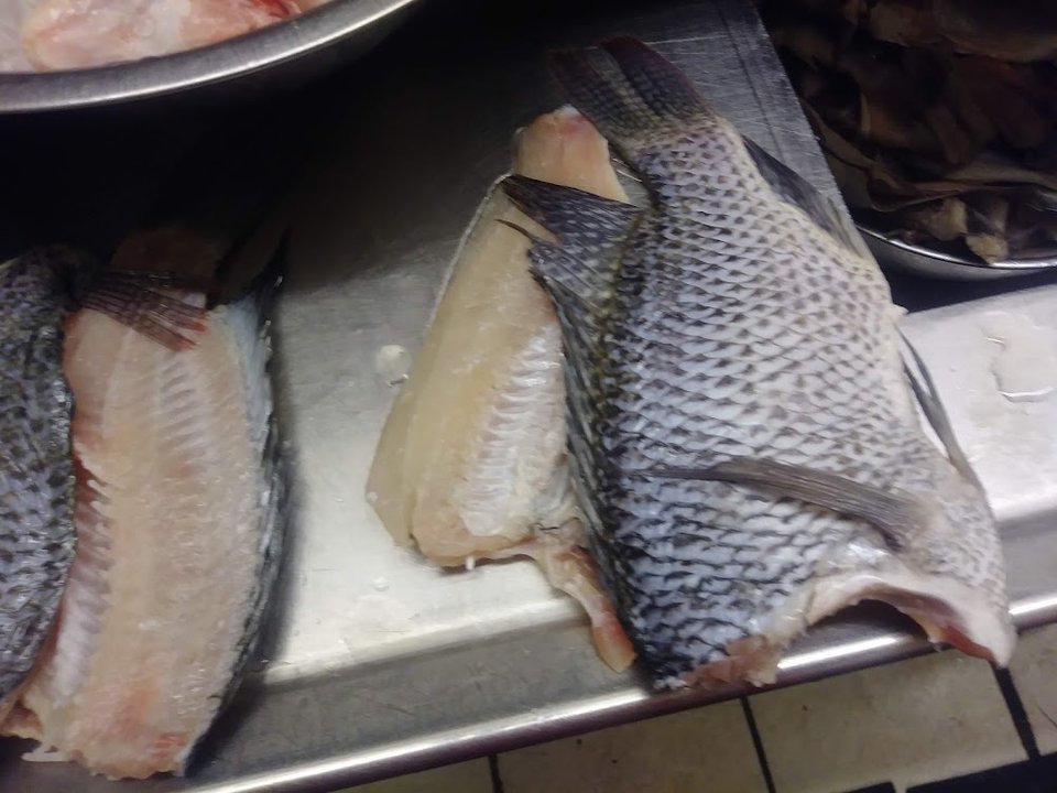 Tilapia